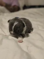 lilly, a female Chihuahua for sale in Newark Valley, NY – Photo 9 of 9