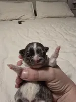 lilly, a female Chihuahua for sale in Newark Valley, NY – Photo 4 of 7