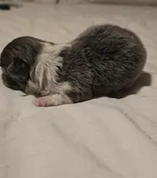 lilly, a female Chihuahua for sale in Newark Valley, NY – Photo 3 of 7