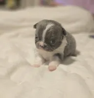 lilly, a female Chihuahua for sale in Newark Valley, NY – Photo 2 of 9