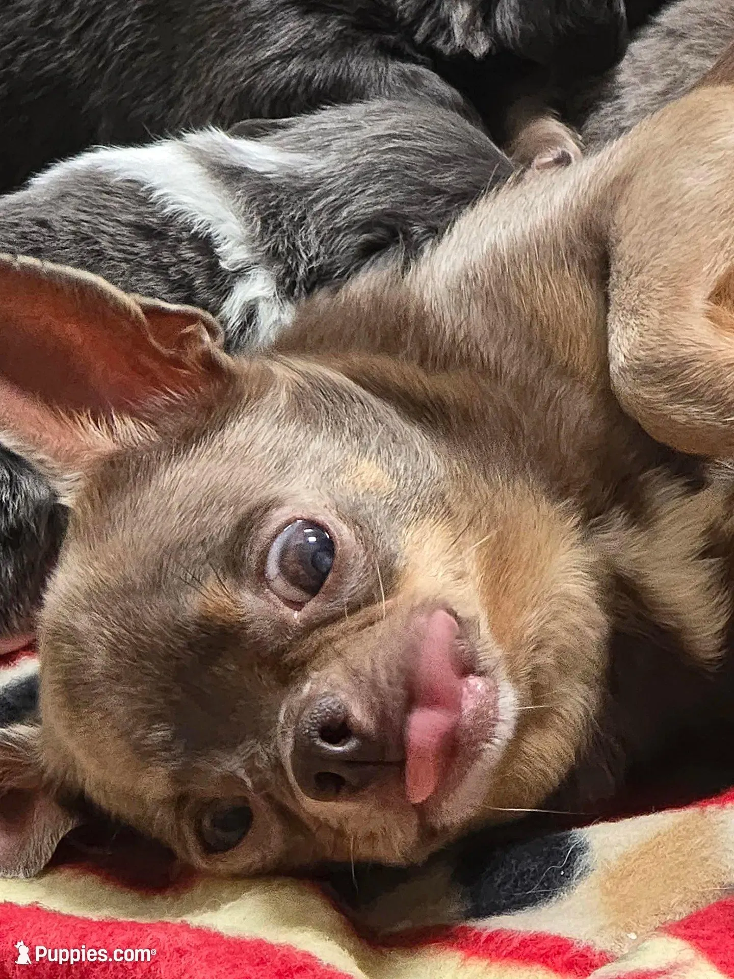 lilly – Chihuahua puppy for sale in Newark Valley, NY