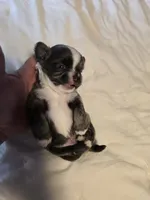 Jazzy, a male Chihuahua for sale in Newark Valley, NY – 7 of 8