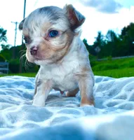 Landon, a male Chihuahua for sale in Newark Valley, NY – 4 of 8