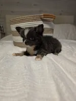 Jazzy, a male Chihuahua for sale in Newark Valley, NY – 5 of 9