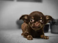 Tanya, a female Chihuahua for sale in Newark Valley, NY – 2 of 7