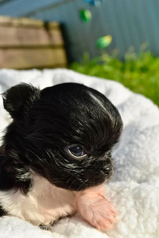 izzy – Chihuahua puppy for sale in Newark Valley, NY