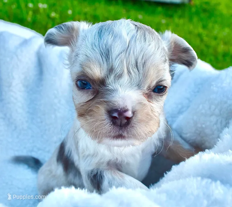 Landon – Chihuahua puppy for sale in Newark Valley, NY