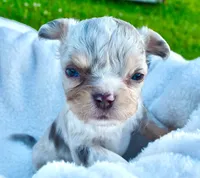 Landon, a male Chihuahua for sale in Newark Valley, NY – 1 of 8