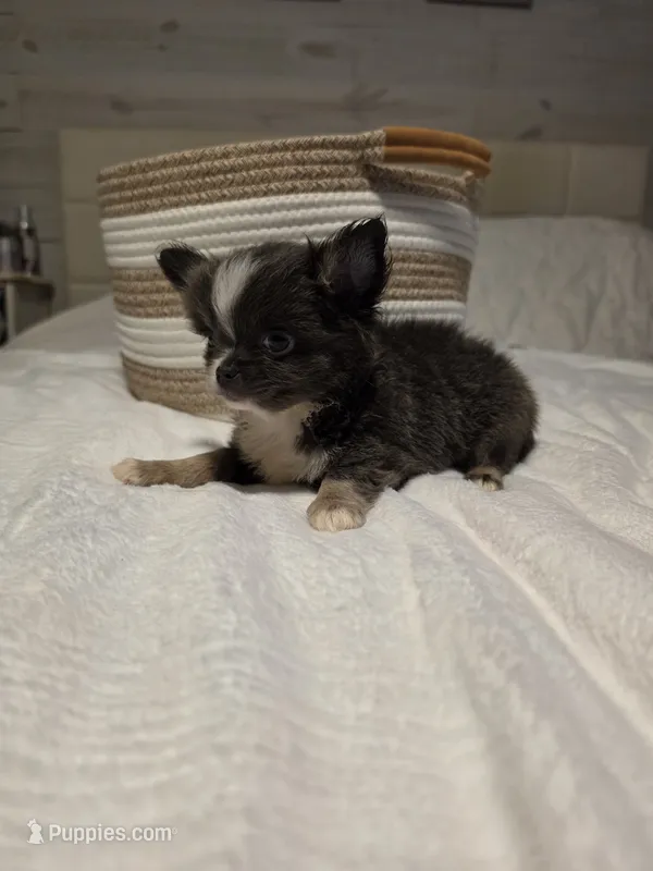 Jazzy – Chihuahua puppy on hold in Newark Valley, NY