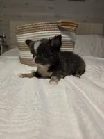 Jazzy, a male Chihuahua for sale in Newark Valley, NY – 1 of 9