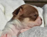 Billy, a male Chihuahua for sale in Newark Valley, NY – 5 of 6