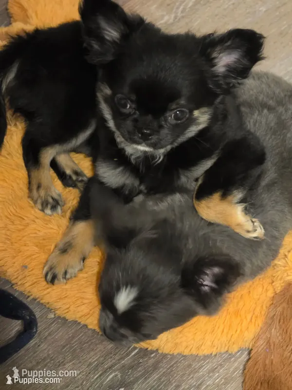 Jackie – Chihuahua puppy for sale in Newark Valley, NY