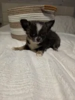 Jazzy, a male Chihuahua for sale in Newark Valley, NY – 2 of 9