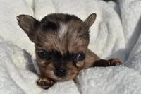Isaac , a male Chihuahua for sale in Newark Valley, NY – 1 of 4