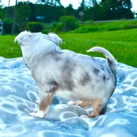 Landon, a male Chihuahua for sale in Newark Valley, NY – 3 of 8