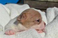 Bella, a female Chihuahua for sale in Newark Valley, NY – 3 of 8