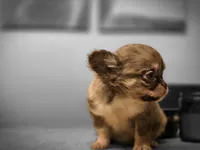 Toby, a male Chihuahua for sale in Newark Valley, NY – 4 of 7