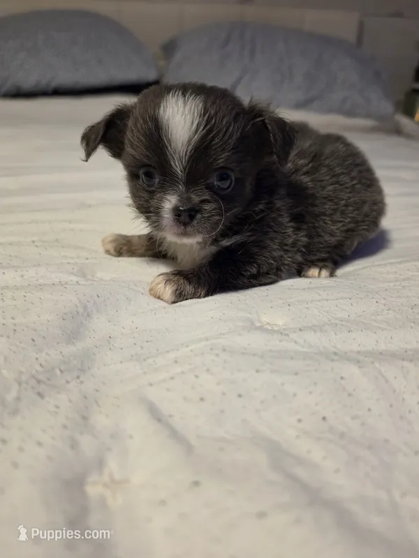 Jazzy – Chihuahua puppy for sale in Newark Valley, NY