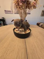 Landon, a male Chihuahua for sale in Newark Valley, NY – 3 of 9