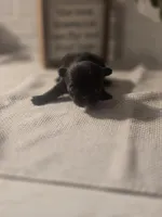 Lady, a female Chihuahua for sale in Newark Valley, NY – Photo 4 of 9