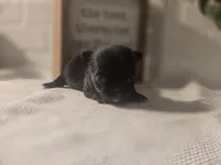 Lady, a female Chihuahua for sale in Newark Valley, NY – Photo 1 of 9