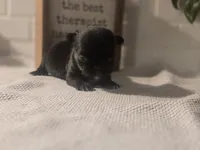 Lady, a female Chihuahua for sale in Newark Valley, NY – Photo 8 of 9