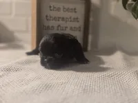 Lady, a female Chihuahua for sale in Newark Valley, NY – Photo 3 of 9