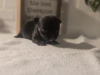 Lady, a female Chihuahua for sale in Newark Valley, NY – Photo 5 of 9