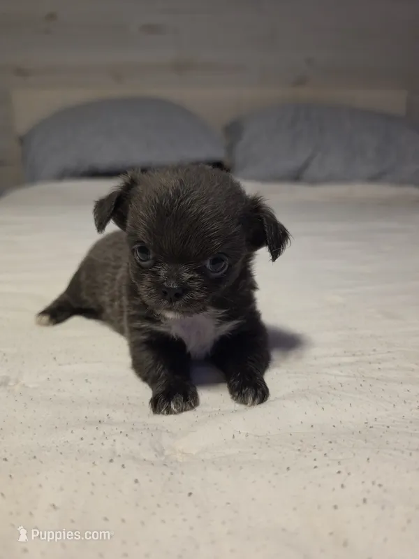 Jillian – Chihuahua puppy for sale in Newark Valley, NY