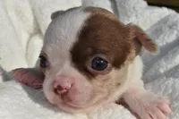 Bianca, a female Chihuahua for sale in Newark Valley, NY – 2 of 7
