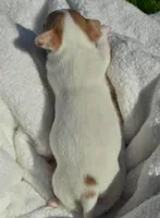 Bella, a female Chihuahua for sale in Newark Valley, NY – 2 of 8