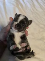 Jazzy, a male Chihuahua for sale in Newark Valley, NY – 3 of 8