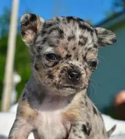 Lacey, a female Chihuahua for sale in Newark Valley, NY – 7 of 8