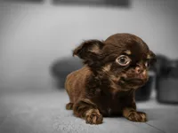 Tanya, a female Chihuahua for sale in Newark Valley, NY – 6 of 7