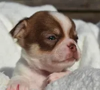 Billy, a male Chihuahua for sale in Newark Valley, NY – 2 of 6