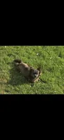 Stitch, a male Chihuahua for sale in Newark Valley, NY – 3 of 3