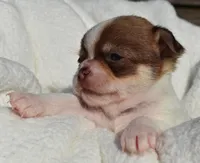 Billy, a male Chihuahua for sale in Newark Valley, NY – 4 of 6