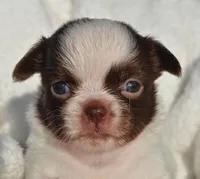 Basil, a male Chihuahua for sale in Newark Valley, NY – 6 of 7