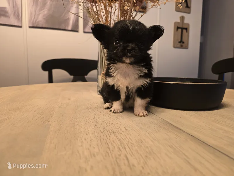 izzy – Chihuahua puppy for sale in Newark Valley, NY