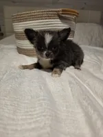 Jazzy, a male Chihuahua for sale in Newark Valley, NY – 7 of 9