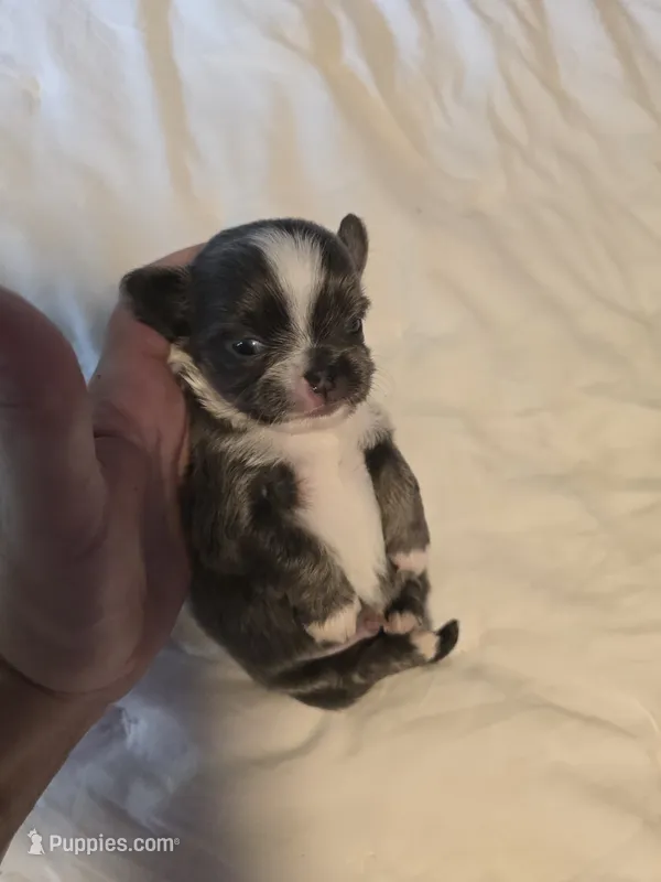 Jazzy – Chihuahua puppy for sale in Newark Valley, NY