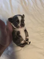 Jazzy, a male Chihuahua for sale in Newark Valley, NY – 1 of 8