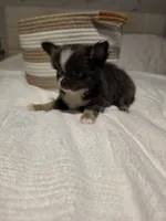 Jazzy, a male Chihuahua for sale in Newark Valley, NY – 4 of 9