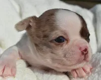 Bianca, a female Chihuahua for sale in Newark Valley, NY – 5 of 7