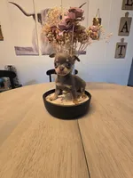 Landon, a male Chihuahua for sale in Newark Valley, NY – 7 of 9