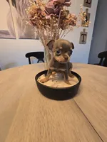 Landon, a male Chihuahua for sale in Newark Valley, NY – 1 of 9