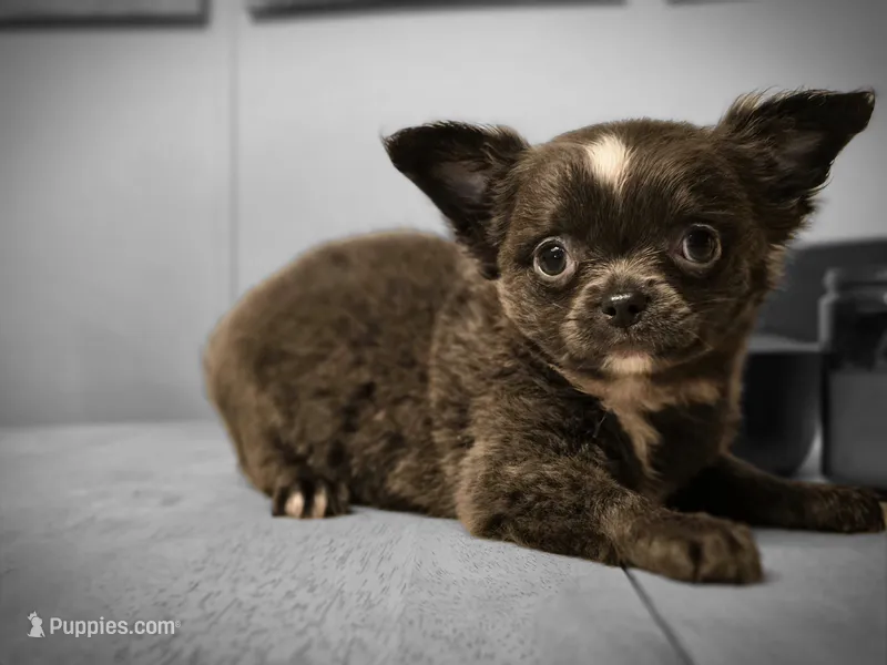 Jill – Chihuahua puppy for sale in Newark Valley, NY