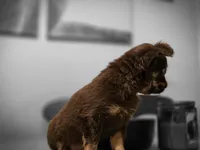 Tanya, a female Chihuahua for sale in Newark Valley, NY – 1 of 7
