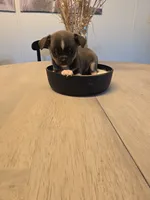 Addi, a female Chihuahua for sale in Newark Valley, NY – 4 of 5