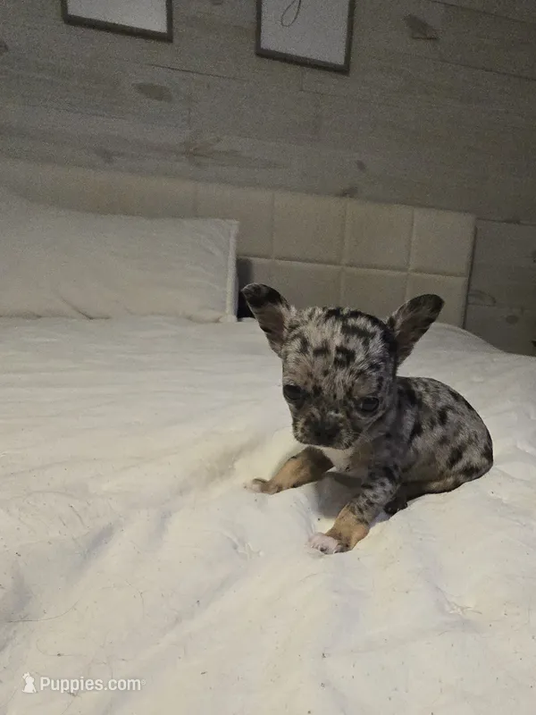 Lacey – Chihuahua puppy for sale in Newark Valley, NY